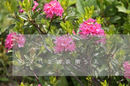 宝马金融逾期5天 宝马金融逾期5天