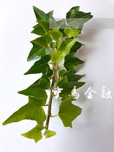 宝马金融逾期6个月 宝马金融逾期6个月
