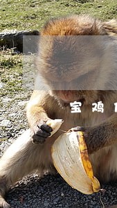 宝鸡伍桂英律师 宝鸡伍桂英律师
