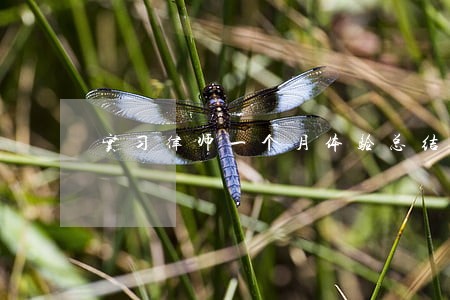 实习律师一个月体验总结 实习律师一个月体验总结