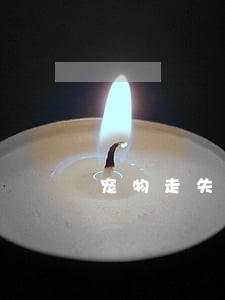 宠物走失后发现被人贩卖违法吗 宠物走失后发现被人贩卖违法吗