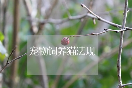 宠物饲养猫法规 宠物饲养猫法规