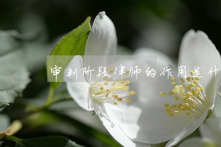 审判阶段律师的作用是什么 审判阶段律师的作用是什么
