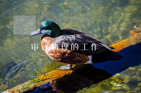 审计助理的工作 审计助理的工作