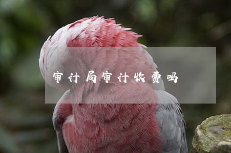 审计局审计收费吗 审计局审计收费吗