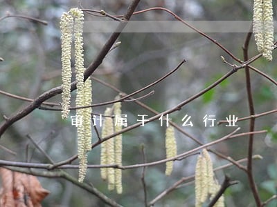 审计属于什么行业 审计属于什么行业