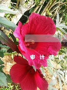 审计法规干预解释 审计法规干预解释