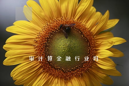 审计算金融行业吗 审计算金融行业吗
