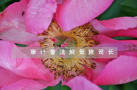 审计署法规司陈司长 审计署法规司陈司长