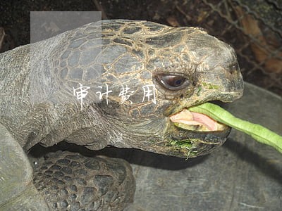 审计费用 审计费用