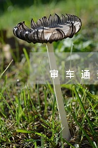 审车通过了12123显示逾期 审车通过了12123显示逾期