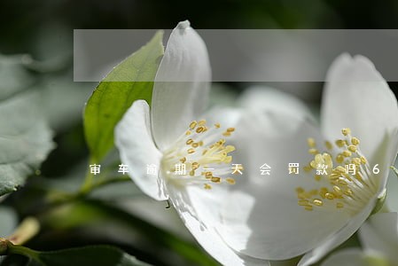 审车逾期一天会罚款吗6 审车逾期一天会罚款吗6