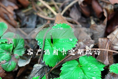 客户信用卡逾期投诉 客户信用卡逾期投诉
