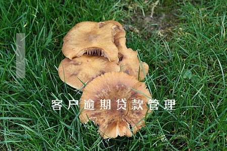 客户逾期贷款管理 客户逾期贷款管理