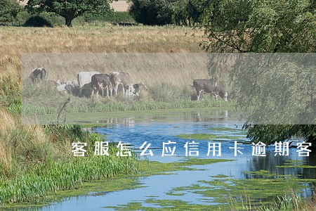 客服怎么应信用卡逾期客户