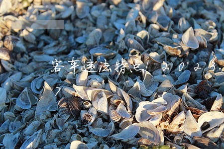 客车违法特点/2023013046047 客车违法特点/2023013046047