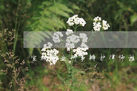 宣城专业刑事辩护律师推荐