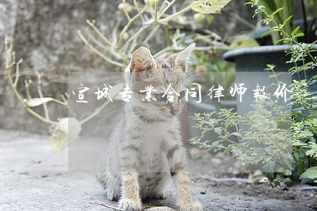 宣城专业合同律师报价 宣城专业合同律师报价