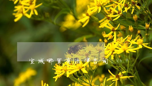 宣城哪里有法律咨询 宣城哪里有法律咨询
