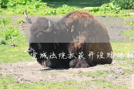 宣城法院抓获开设赌场判刑 宣城法院抓获开设赌场判刑