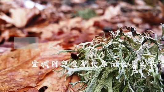 宣城网贷逾期债务优化怎么收费 宣城网贷逾期债务优化怎么收费