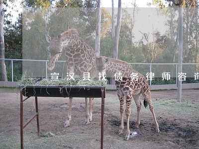 宣汉县找债务律师咨询电话