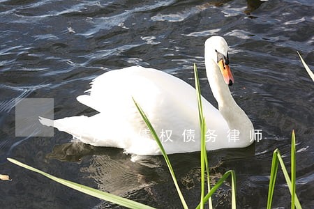 宣汉请债权债务律师 宣汉请债权债务律师
