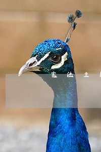 宪法主题班会ppt免费 宪法主题班会ppt免费