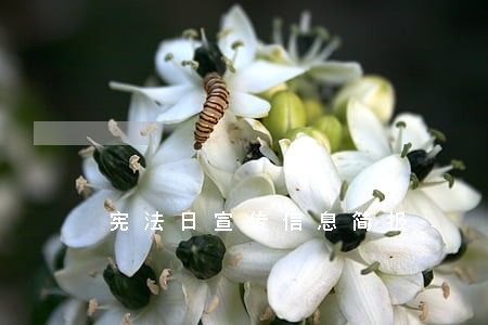宪法日宣传信息简报 宪法日宣传信息简报