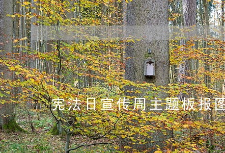 宪法日宣传周主题板报图片