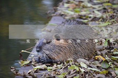 宪法有效的实施不仅需要 宪法有效的实施不仅需要