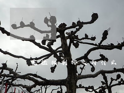 宪法权利称之为什么