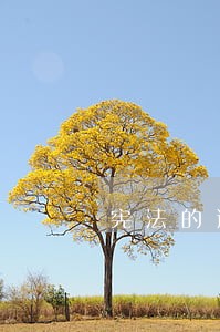 宪法的适用范围是什么 宪法的适用范围是什么