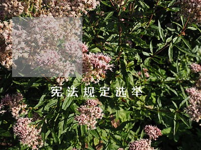 宪法规定选举 宪法规定选举