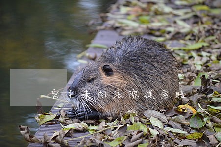 宫主未向法院提索赔 宫主未向法院提索赔