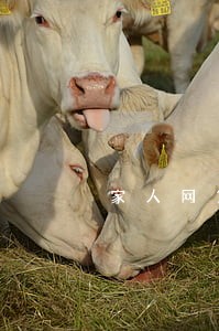 家人网贷逾期会影响家人信用嘛 家人网贷逾期会影响家人信用嘛