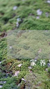 家养猫咪贩卖违法吗 家养猫咪贩卖违法吗