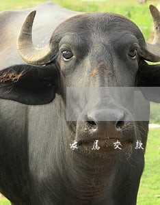 家属交款法院刑庭打白条 家属交款法院刑庭打白条