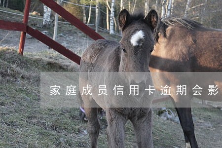 家庭成员信用卡逾期会影响我的吗 家庭成员信用卡逾期会影响我的吗
