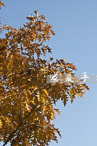 家庭手机信号放违法