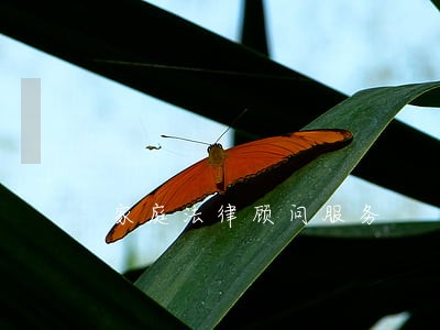 家庭法律顾问服务 家庭法律顾问服务