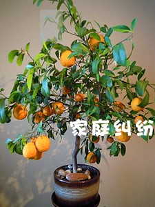 家庭纠纷找哪里调解 家庭纠纷找哪里调解