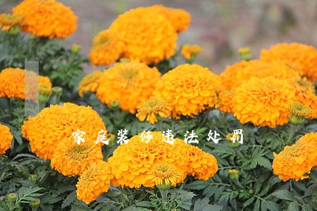 家庭装修违法处罚 家庭装修违法处罚