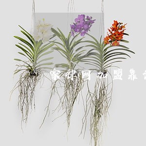家律网加盟靠谱吗 家律网加盟靠谱吗