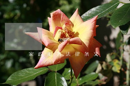 家政服务法律条文 家政服务法律条文