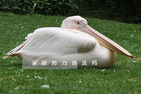 家族势力违法吗 家族势力违法吗