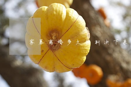 家暴离婚多久能判决下来 家暴离婚多久能判决下来