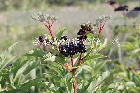 家暴离婚律师哪里找