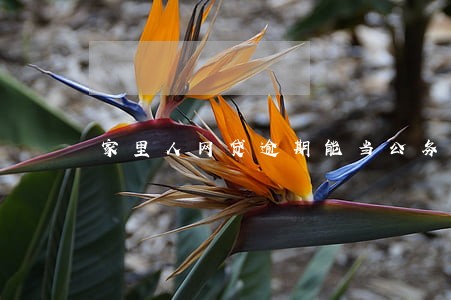 家里人网贷逾期能当公务员吗 家里人网贷逾期能当公务员吗