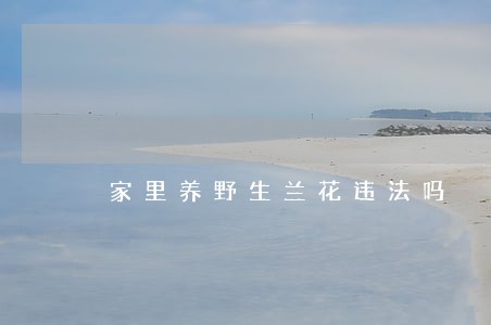 家里养野生兰花违法吗 家里养野生兰花违法吗